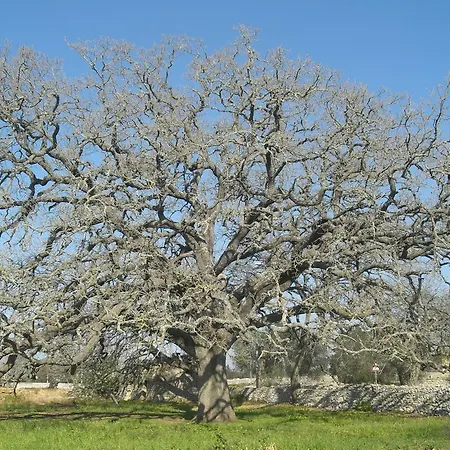 Masseria Uccio Oda ve Kahvaltı 4*