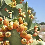 Masseria Uccio 4* טריקאסה