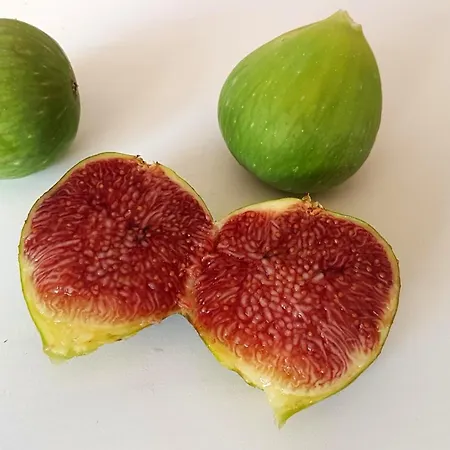 Masseria Uccio טריקאסה