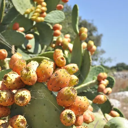 Masseria Uccio 4* טריקאסה