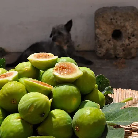 Masseria Uccio Bed & Breakfast